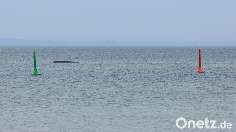 Gegen eine mögliche Tötung des Wals, um ihn von seinen Leiden zu erlösen, spricht laut Expertin einiges. Bild: Ulrich Perrey/dpa