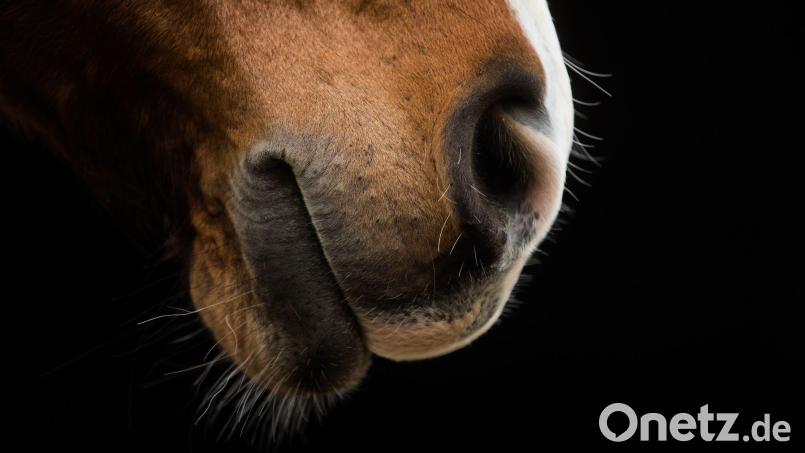 Nach der Tierquälerei in München hat die Polizei neue Ermittlungsergebnisse. (Symbolbild) Bild: Rolf Vennenbernd/dpa
