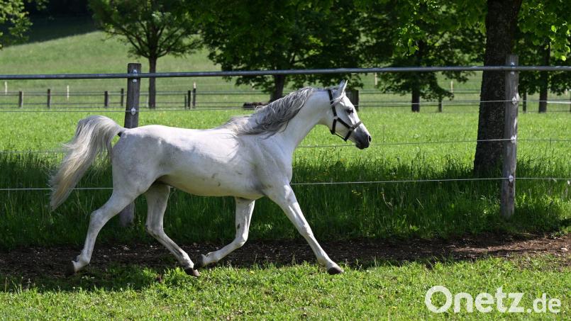 Die Besitzerin wollte das Pferd von der Koppel nahe der Autobahn holen, als es sich losriss. (Symbolbild) Bild: Bernd Weißbrod/dpa