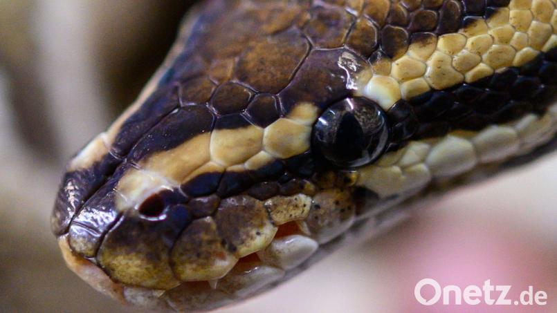 In der neuen Folge „Short Crimes“ spricht das Team des True-Crime-Podcasts „Crime Daheim“ über einen ungewöhnlichen Fall eines Schlangenzüchters, der die Gerichte mehrere Jahre beschäftigt hat. Symbolbild: Christophe Gateau/dpa