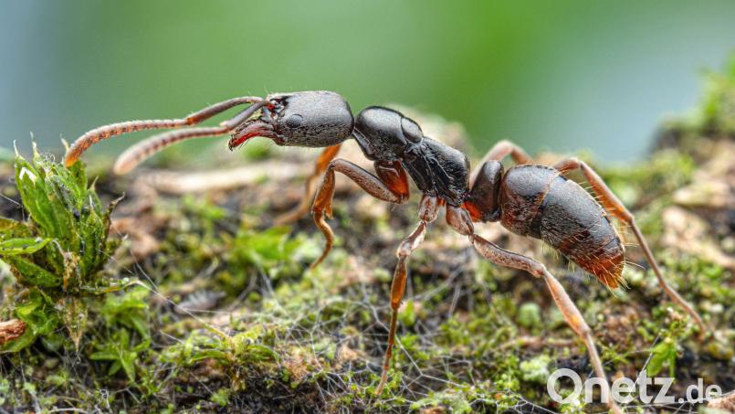 Die Insekten werden von der Europäischen Union als besonders problematisch eingestuft.(Handout) Bild: Aron Bellersheim/Senckenberg Gesellschaft/dpa