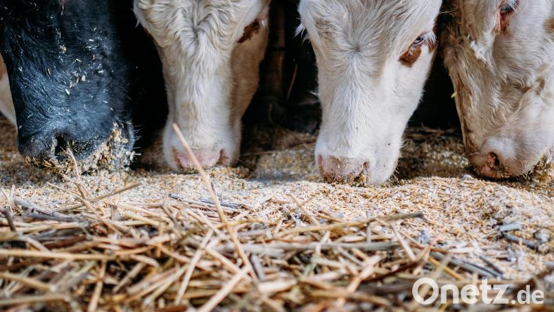Das Landratsamt beschlagnahmte 33 Tiere von einem Hof im Landkreis Amberg-Sulzbach. Symbolbild: Fabian Sommer
