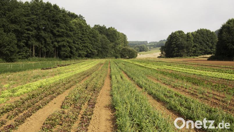 So könnte ökologischer Gemüseanbau aussehen, wie ihn der Träger der Öko-Modellregion, Naturparkland Oberpfälzer Wald, anpeilt. Eine Mehrheit im Marktrat Winklarn lehnt eine Beteiligung an dem Projekt aber ab. Symbolbild: Barbara Ströll