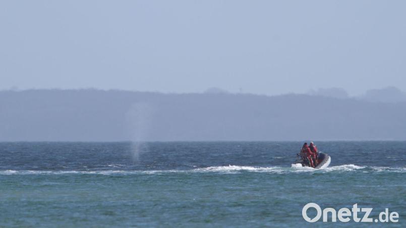 Der zeitweise vor Timmendorfer Strand gestrandete Buckelwal sorgte auch davor schon für Schlagzeilen. Bild: Marcus Brandt/dpa