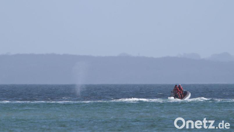 Experten beobachten den Wal von einem Schlauchboot aus. Bild: Marcus Brandt/dpa