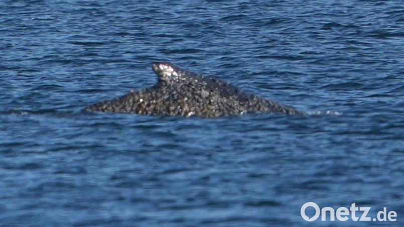 Der Buckelwal war in der Nacht zum Freitag vor Timmendorfer Strand freigekommen. Steckt nun aber wieder fest Bild: Marcus Brandt/dpa