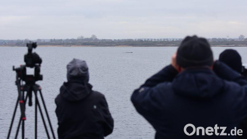 Der Walt liegt nur wenige Hundert Meter vom Festland entfernt. Bild: Daniel Bockwoldt/dpa