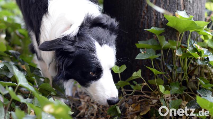 Ein Border Collie schnüffelt durch sein Revier: In Furth im Wald hatte nun eine 59-Jährige Hundeleckerlies und Fleisch ausgelegt, um Füchse anzufüttern. Symbolbild: Julian Stratenschulte/dpa