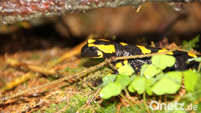 Der Artenschutz ist ein Teil der Biodiversität. Die Gemeinde Brand möchte sich mit dem Projekt "KomBi" mehr einbringen. Der Feuersalamander beispielsweise steht auf der Roten Liste der bedrohten Tierarten. Archivbild: bsc