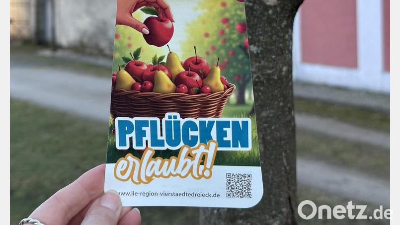 Derzeit werden die kommunalen Streuobst Bestände für das Erntejahr 2026 markiert. Für diese gilt: Nur Bäume mit gelbem Band sind zur Ernte freigegeben. Bild: ILE-Region Vierstädtedreieck im Oberpfälzer Hügelland e.V.