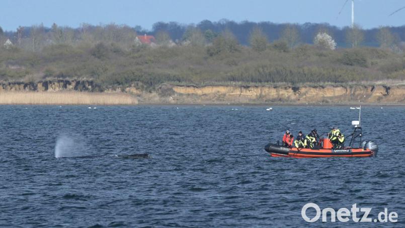 Der Buckelwal liegt am Nachmittag in der Bucht vor Wismar. Bild: Stefan Sauer/dpa