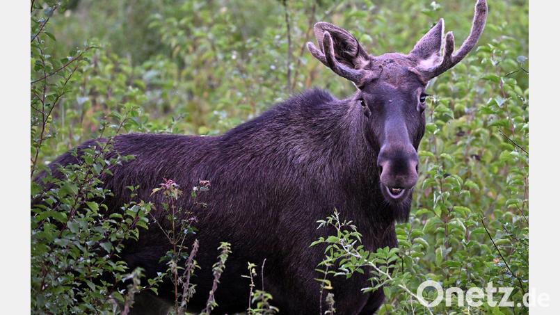Elch Emil steht zwischen Büschen. Diese Aufnahme wurde im vergangenen September in Österreich gemacht. (Archivbild) Bild: Helmut Fohringer/APA/dpa