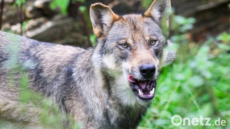Die Polizei geht davon aus, dass es sich bei dem eingefangenen Wolf um ein zuvor in Blankenese gesichtetes Tier handelt. (Symbolbild) Bild: Julian Stratenschulte/dpa