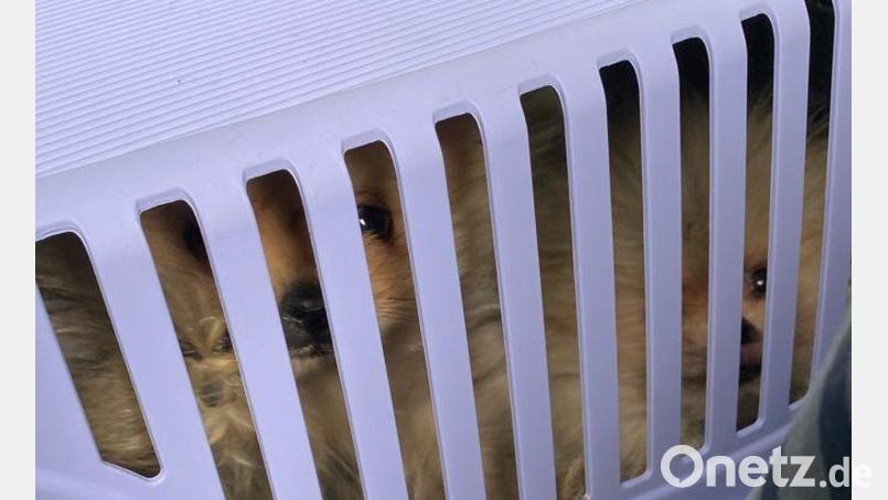 Drei Zwergspitz-Welpen entdeckte die Grenzpolizeiinspektion Selb in einer Hundetransportbox. Die Dokumente der Tiere waren gefälscht. Bild: Grenzpolizeiinspektion Selb