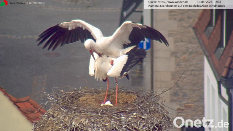 Die Storchen-Webcam lässt keinen Zweifel zu: Das Storchenpaar in Weiden erwartet dreifachen Nachwuchs – und turtelt wie am ersten Tag. Bild: Webcam Stadt Weiden