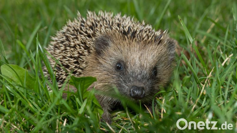 Wer einen Igel im heimischen Garten hat, darf sich glücklich schätzen. Die Tiere sind selten geworden. Symbolbild: SKatzenberger –  stock.adobe.com