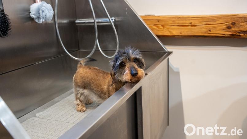 Nach dem Trimmen wird es für Lotti Zeit, ein Bad zu nehmen. Bild: Marina Gube