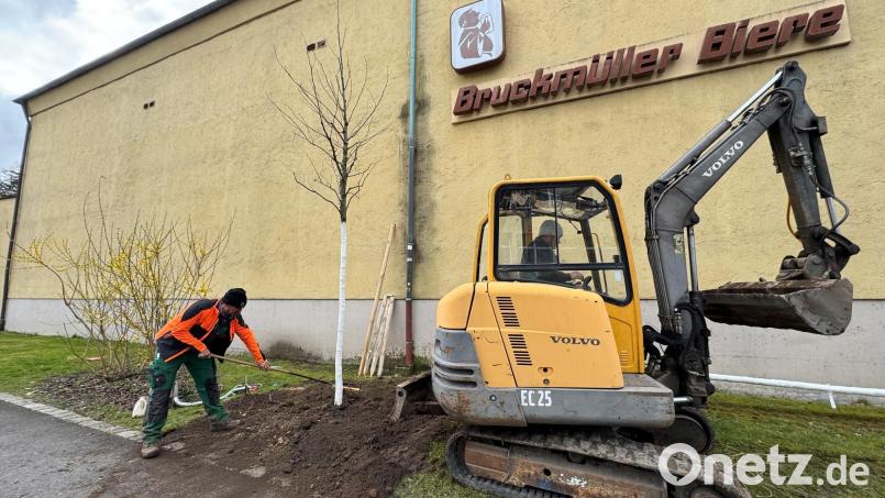 Ersatz für drei gefällte Ahorne und eine Antwort auf den Klimawandel: An der Mühlgasse in der Amberger Altstadt sind am Dienstag zwei Amberbäume gepflanzt worden. Bild: Heike Unger