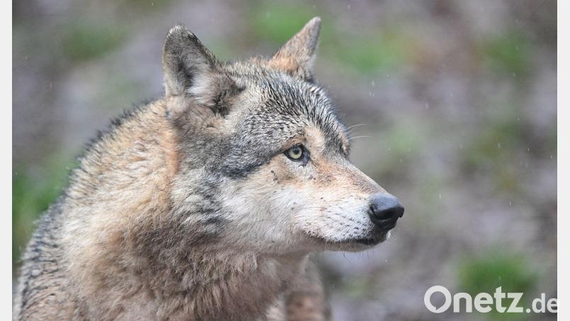 Ein Wolf verletzt eine Frau in der Einkaufsmeile Große Bergstraße. (Symbolbild) Bild: Bernd Weißbrod/dpa