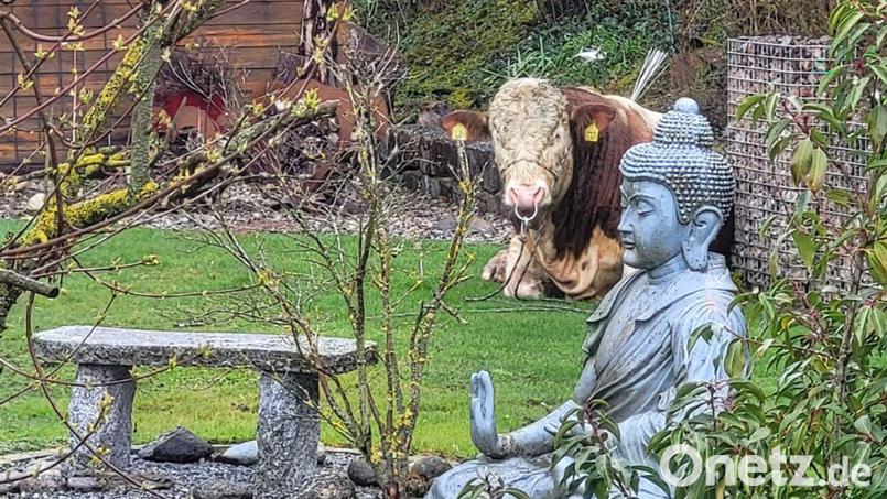 Der ausgebüxte Jungbulle machte es sich im Garten eines Einfamilienhauses bequem. Bild: -/Polizeiinspektion Ansbach/dpa