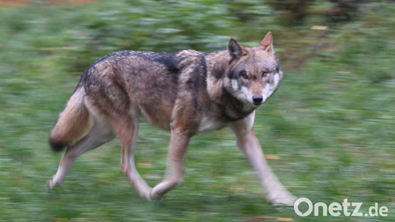 Laut Polizei hat der Wolf eine Frau gebissen und verletzt. (Symbolbild) Bild: Carsten Rehder/dpa