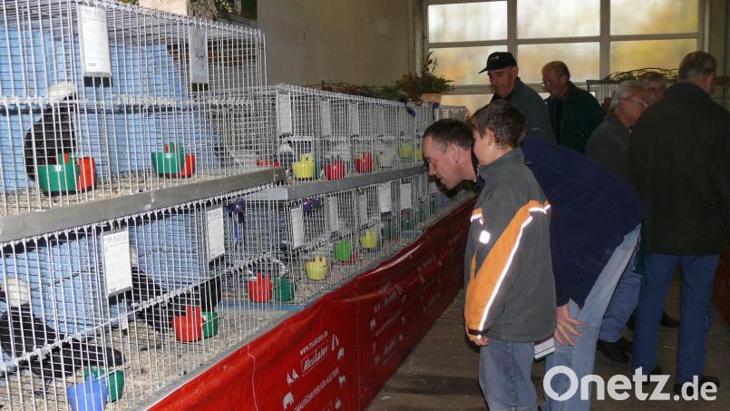 Unvergessen sind die Ossinger-Schauen des Kleintierzuchtvereins Königstein. Jetzt hat sich der Verein nach 35 Jahren aufgelöst. Bild: hdk