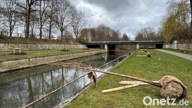 Am rechten Vilsufer unterhalb des Englischen Gartens in Amberg, liegen vier Mammutbäume parat, gegenüber sind schon vier Exemplare eingepflanzt: Diese Baumart ist neu in der Stadt. Bild: Heike Unger