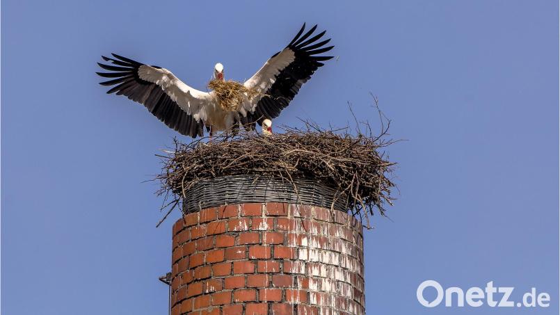 Das Storchenpaar poliert mit Elan und Ehrgeiz seine Sommerresidenz in Waldershof auf. Bild: Xaver Klaußner