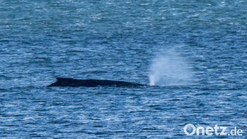 Der Buckelwal lag zuletzt vor der Insel Poel. (Archivbild) Bild: Stefan Sauer/dpa