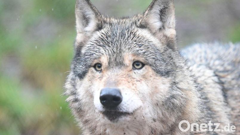 Nachdem ein Wolf eine Frau in Hamburg verletzt hat, ist noch unklar, was mit dem Tier passieren wird. (Symbolbild) Bild: Bernd Weißbrod/dpa