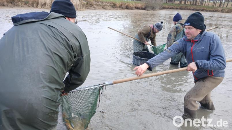 Der Fischotter bedroht das Kemnather Fischerfest. Schon seit Jahren "erntet" der Verein nicht mehr genügend Karpfen aus seinen Weihern für seine Spezialitäten beim Fest. Der Otter ist schneller und frisst alles weg. Bild: szl