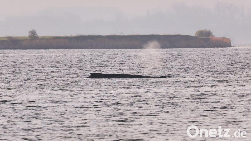 Um den Buckelwal herum ist eine Sperrzone eingerichtet worden. Bild: Marcus Golejewski/dpa