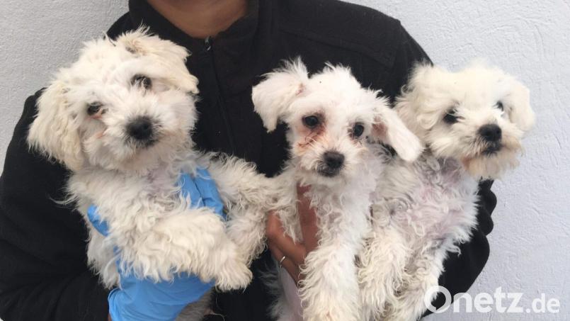 In Weiden mussten Hundewelpen in Quarantäne, und das Frauchen muss dafür zahlen. Das Bild zeigt nicht die tatsächlichen Hundewelpen, es dient nur zur Illustration. Symbolbild: Rspca/dpa