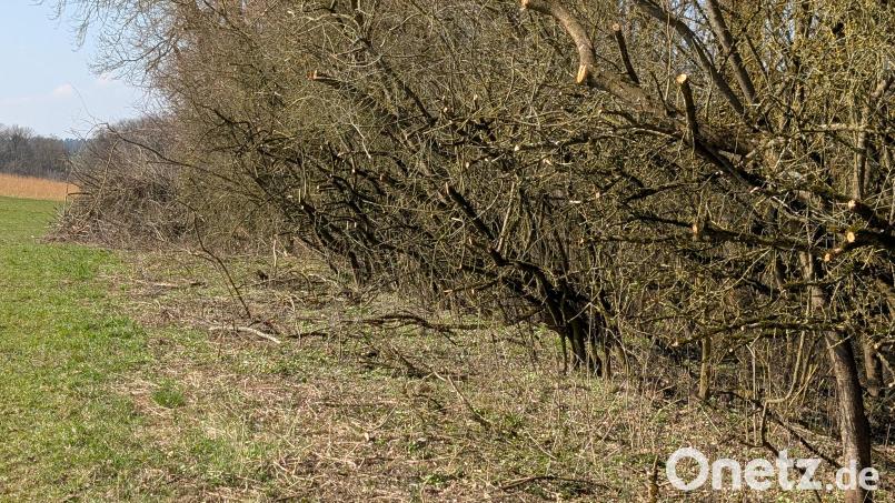 Schlehen- und Wildpflaumenhecken nahe Gebenbach wurden gestutzt. Laut Leserbrief wohl "mit einem großen Heckenschneidewerkzeug abrasiert." Bild: Hermann Dotzler