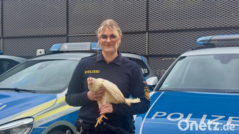 Die Polizei konnte sechs lebende Hühner wieder ihrem Besitzer übergeben. Bild: PI Regensburg Süd/ba