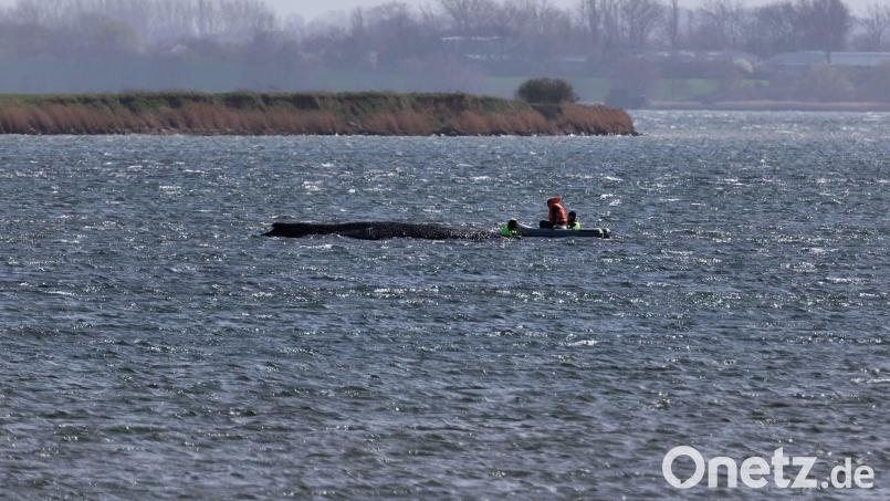 Auch in der Nacht beobachtete die Polizei den Buckelwal weiter. Archivbild: Marcus Golejewski/dpa