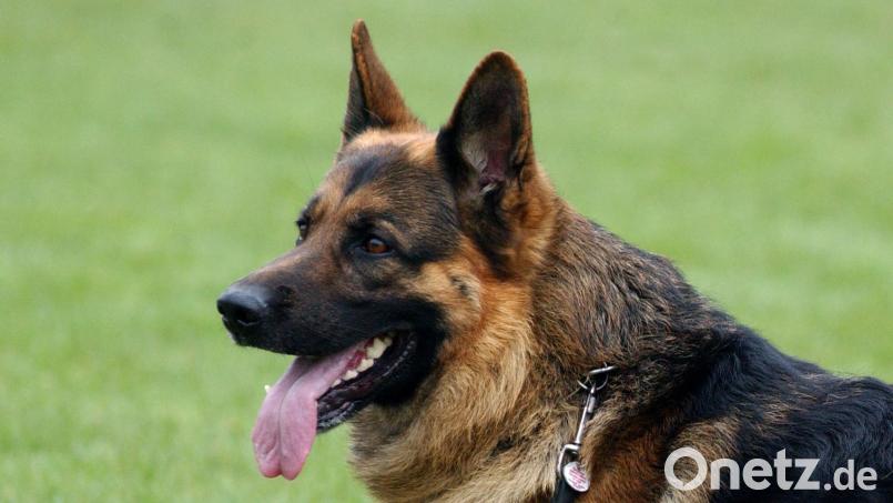 Ein Schäferhund biss auf einem Spielplatz in Raigering ein Mädchen (12). Symbolbild: Patrick Pleul/dpa