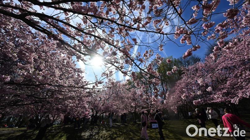 Im Münchner Olympiapark blühen bereits die Bäume. Bild: Felix Hörhager/dpa