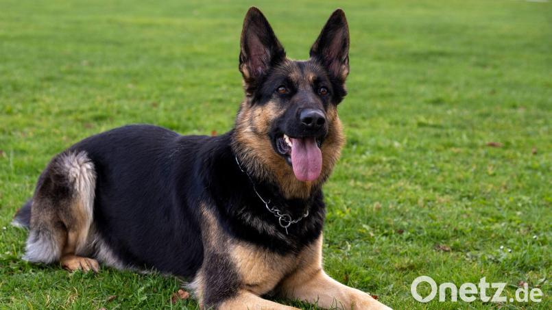 Der Schäferhund war vom Grundstück seines Herrchens ausgebüxt. (Symbolbild) Bild: Stefan Puchner/dpa