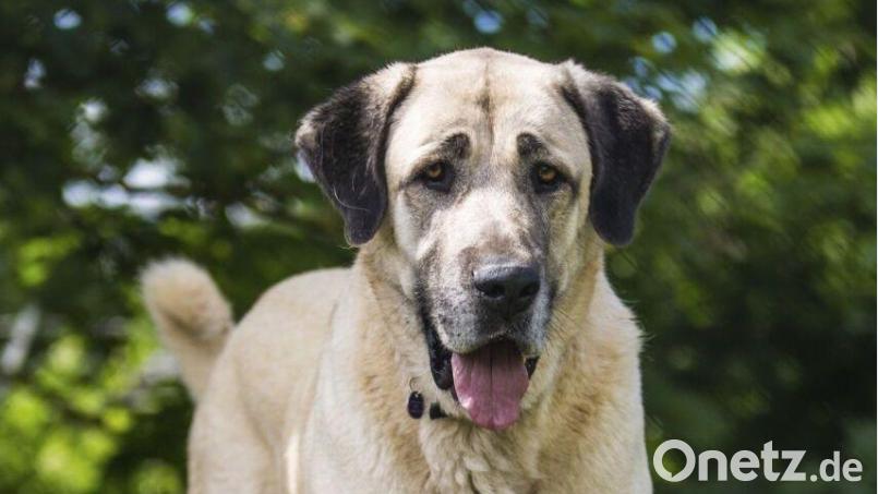 Bei Amberg ist ein nicht angeleinter Hund – hier nur ein Symbolbild – auf die Bundessstraße gelaufen und in den Verkehr geraten. Symbolbild: Christoph Schmidt