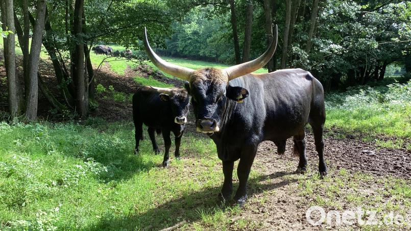 Amor ist der Leitstier der 43 Heckrinder, die im Landschaftsschutzgebiet der ehemaligen Grube Leonie bei Auerbach leben. Er beschützt und deckt die Kühe und sorgt so regelmäßig für Nachwuchs. Die Spitzen seiner mächtigen Hörner liegen 1,16 Meter auseinander. Archivbild: Monika Ziegeler
