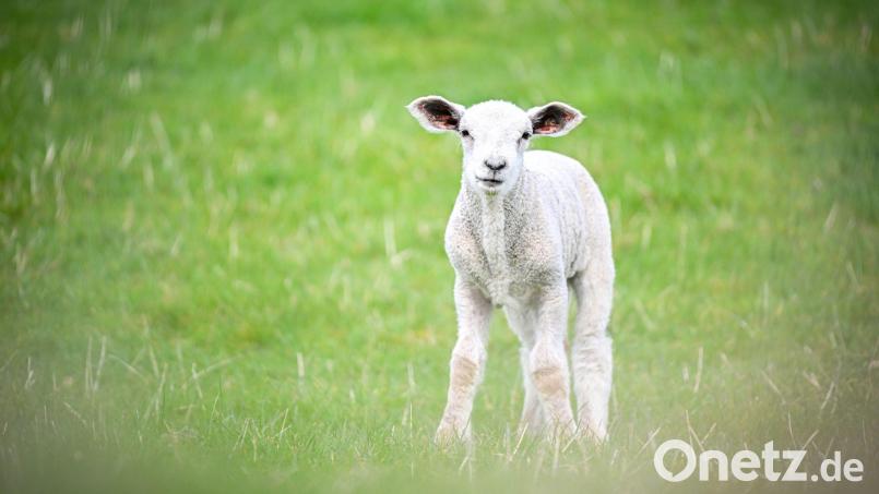 Zwei Männer sollen in Burglengenfeld ein Schaf ohne Betäubung geschlachtet haben. Symbolbild: Sina Schuldt/dpa