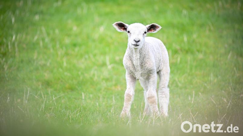 In der Oberpfalz haben zwei Männer mutmaßlich ein Lamm illegal geschächtet. (Symbolbild) Bild: Sina Schuldt/dpa