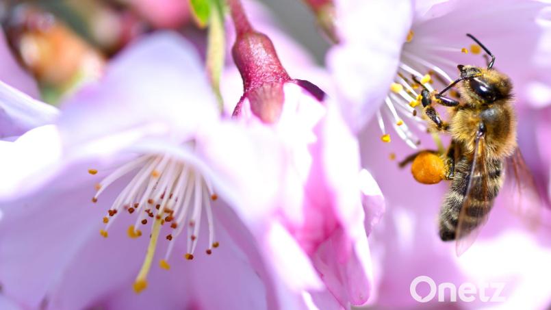 In Bayern ist der Frühling zurückgekehrt. (Archivbild) Bild: Sven Hoppe/dpa