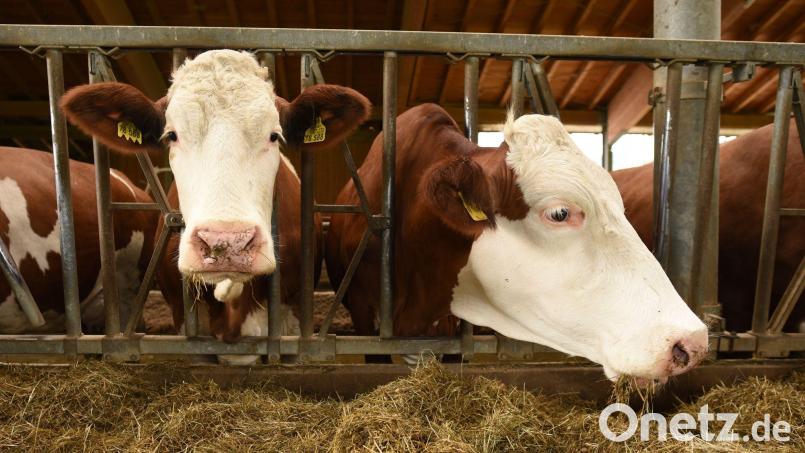 Der Besitzer bringt die Kuh schließlich in ihren Stall zurück. Symbolbild: Angelika Warmuth/dpa