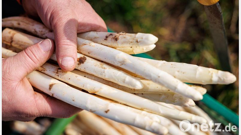 Nach der Ernte wird der Spargel gewaschen, sortiert und für den Verkauf vorbereitet. Auf dem Brunnerhof in Neubau bei Weiden ist die Ernte der Saison 2026 angelaufen. Bis Mitte Juni werden dort in Handarbeit rund 6 Tonnen Spargel gestochen. Symbolbild: Daniel Karmann/dpa