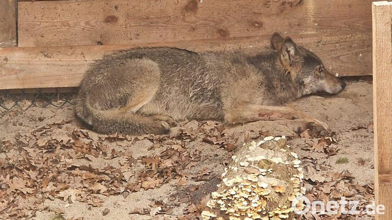Der Wolf, der eine Frau in Hamburg verletzt hat, lag in einer Wildtierauffangstation bei Sachsenhagen. (Handout) Bild: Umweltbehörde Hamburg/dpa
