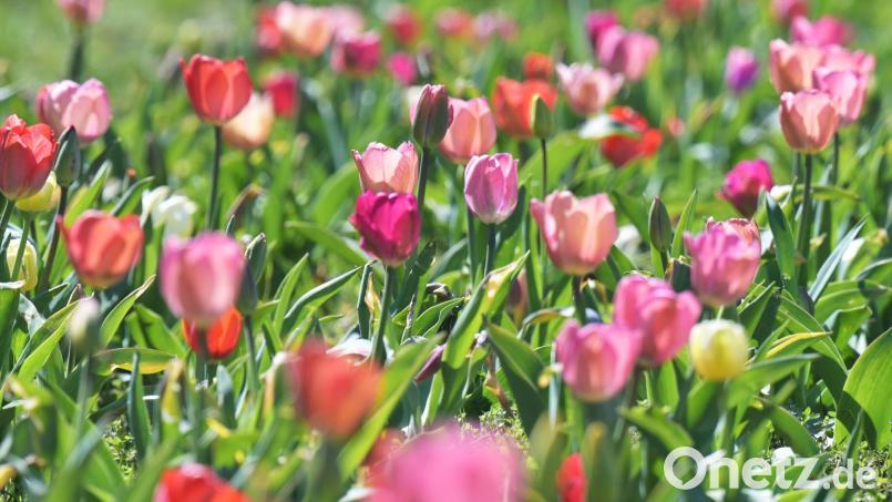 Das Wetter in Bayern soll frühlingshaft bleiben. (Archivbild) Bild: Malin Wunderlich/dpa