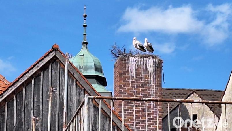 Das neue Storchenpaar in Pfreimd scheint ein städtisches Umfeld zu bevorzugen und hat hier auf dem selbst gebauten Horst zwischen Rosengasse und Marktplatz einen guten Blick auf den Kirchturm. Bild: bl