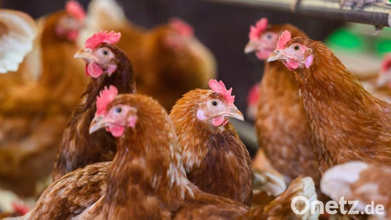 In Hahnbach haben Unbekannte 15 Hühner aus einem Stall gestohlen. Bereits im Februar gab es einen ähnlichen Vorfall in Poppenricht. Symbolbild: Julian Stratenschulte/dpa